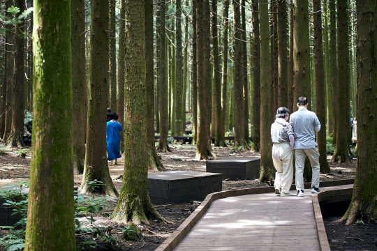 산림청이 녹색자금사업으로 제주도 서귀포시 샤려니숲에 조성한 '무장애 나눔길' 모습  산림청 제공